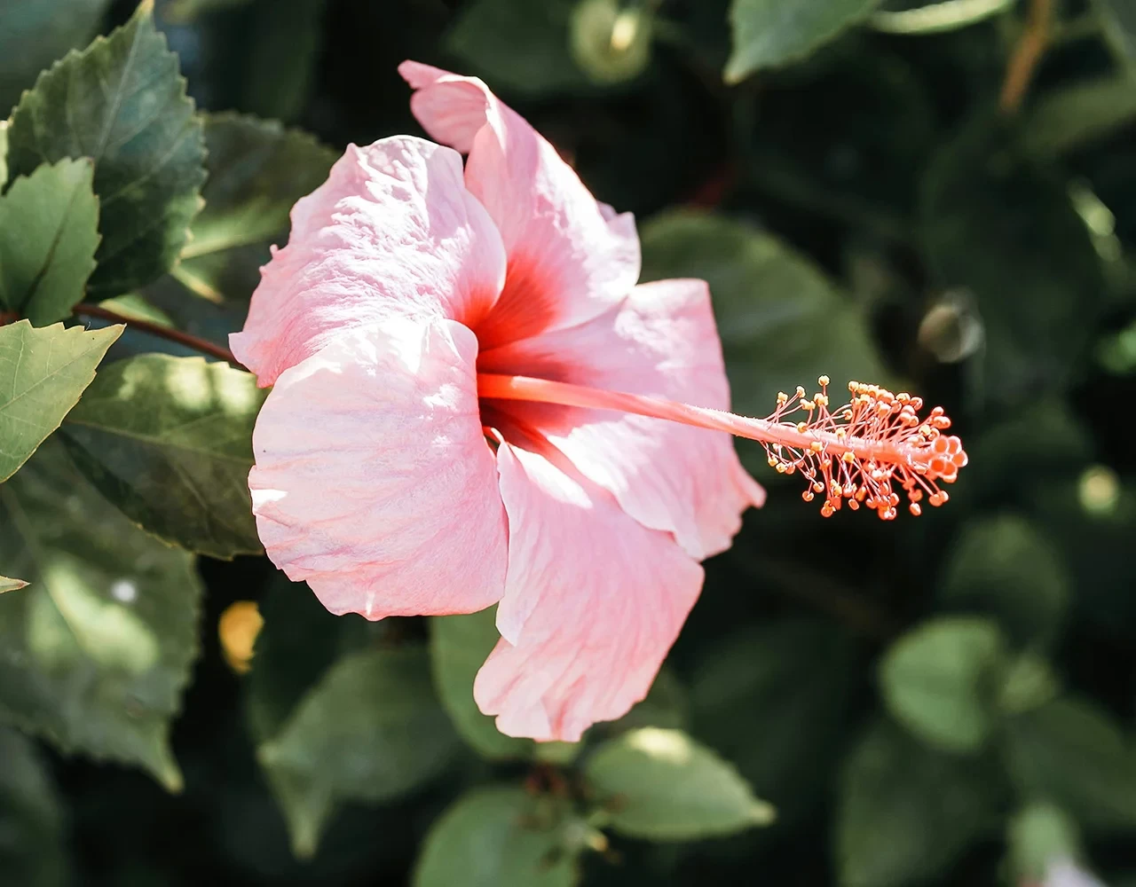 Aventure tropicale : croisière romantique à Hawaï