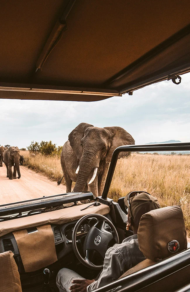 Safari avec des éléphants