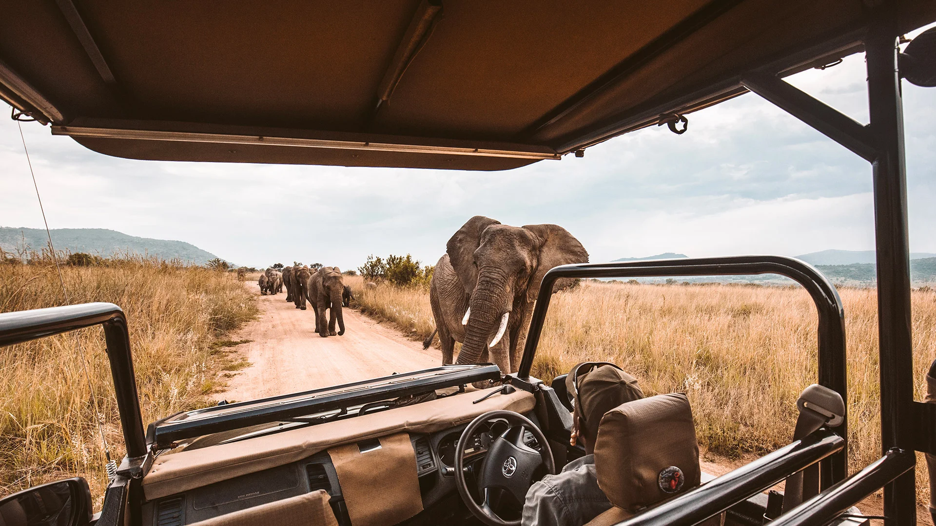 Safari avec des éléphants