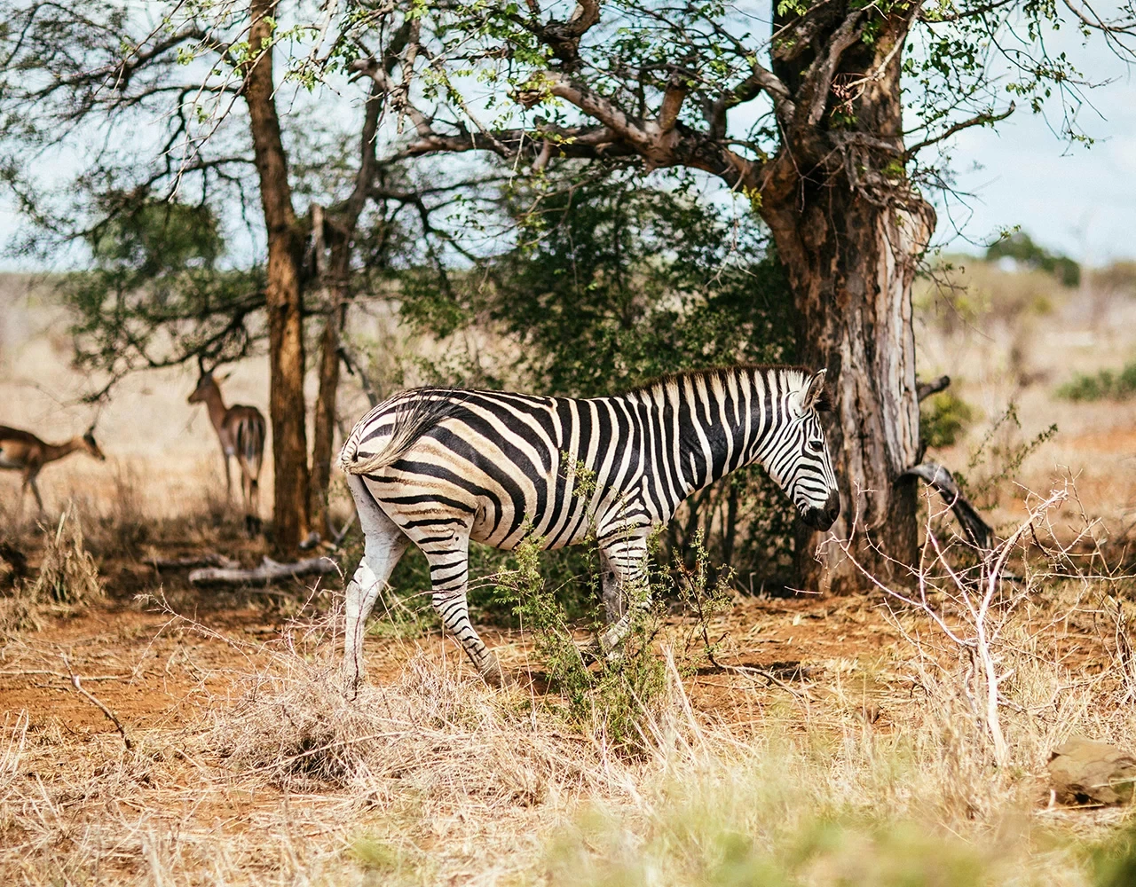 Afrique du Sud - le voyage d'une vie